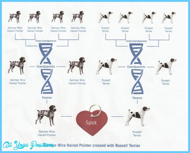 Bikram Yoga Poses Chart Printable