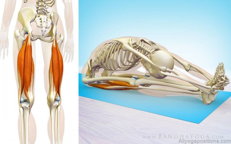 yoga poses anatomy hamstrings healing a sore hamstring attachment