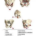pregnancy anatomy 1