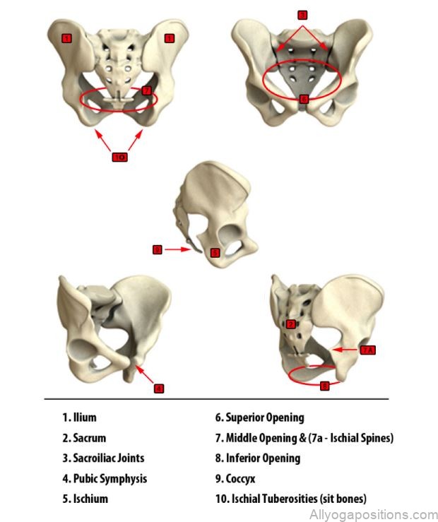 pregnancy anatomy 1