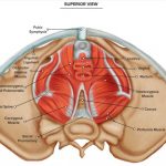 pregnancy anatomy