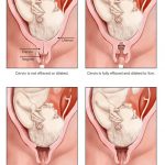 pregnancy anatomy 2