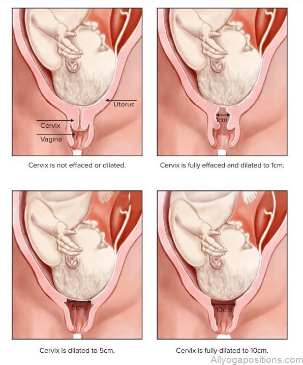 pregnancy anatomy 2