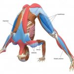 the power and elegance of the wide legged forward bend ii yoga pose 7
