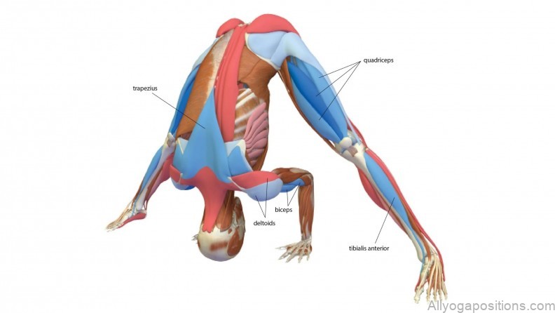the power and elegance of the wide legged forward bend ii yoga pose 7